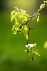 Beautiful spring background with green grass or meadow and a beautiful flowering branch
