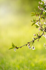 Beautiful spring background with green grass or meadow and a beautiful flowering branch
