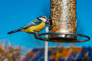 Eurasian blue tit, Cyanistes caeruleus, sitting at a bird feeder