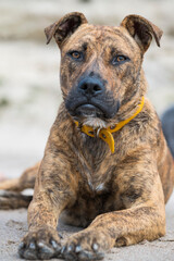 Beautiful large brown dog posing on the beach. Great demeanor, charismatic and of great presence.
