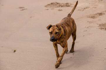 Beautiful brown dog walking on the beach.