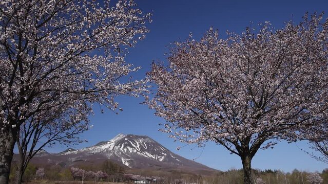 Mount Iwaki and cherry blossoms in JAPAN
