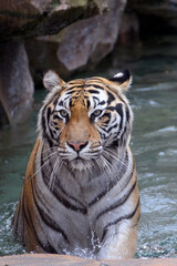 Naklejka na ściany i meble Big bengal tiger swimming in a pool