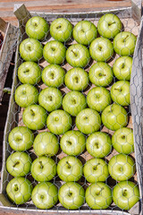 Box of fresh organic green aples sold in a supermarket, closeup, details.