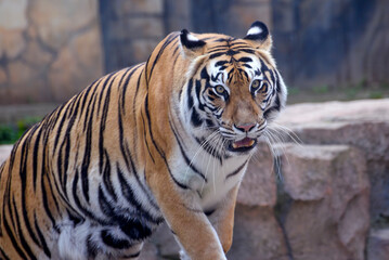 Big bengal tiger swimming in a pool