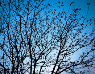 tree branches against blue sky