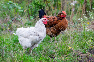 Two chickens in the garden among thickets of grass and bushes