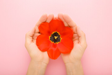 Big beautiful fresh red tulip flower on young adult woman opened palms on light pink table background. Pastel color. Closeup. Point of view shot. Top down view.