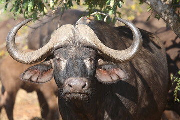 Kaffernbüffel / African buffalo / Syncerus caffer