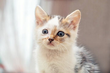 Small cute kitten with an attentive look in the room on a blurred background