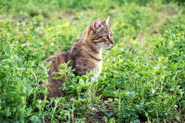 Naklejka na ściany i meble A brown striped cat is looking carefully at something in the green grass in the summer, looking for prey