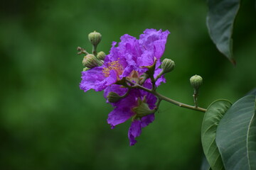 Pride of India. Also known as Giant Crape Myrtle, Queen Crape Myrtle, Banabá Plant, Lagerstroemia speciosa  