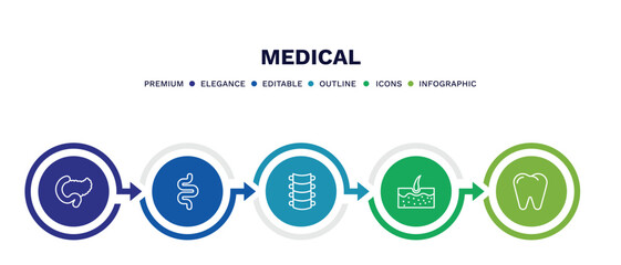 set of medical thin line icons. medical outline icons with infographic template. linear icons such as pancreas, intestine, spinal column, epidermis, premolar vector.