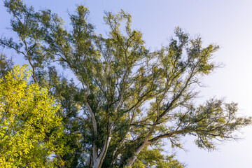 Big green tree against the sky on a sunny day