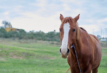 Brown horse eating grass tied up in a meadow at sunset.