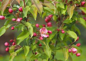 Flowers and buds of a decorative paradise apple tree at the beginning of flowering