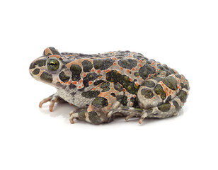 Fototapeta premium One big spotted frog.