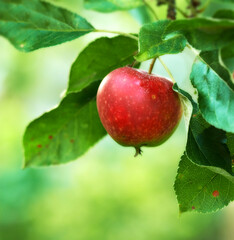 Reach out and experience natures goodness. Ripe red apples on an apple tree in an orchard.