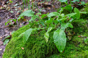 Green moss on the ground from which the tree grows