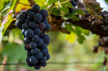 Red grape variety for all wine