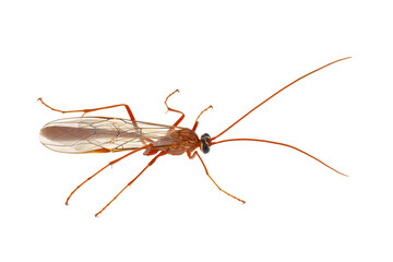 Cream-striped Darwin wasp isolated on white background, Ophion obscuratus