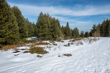 Fototapeta na wymiar Winter landscape of Vitosha Mountain, Bulgaria