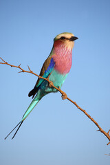 Gabelracke / Lilac-breasted roller / Coracias caudata