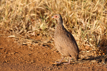 Swainsonfrankolin / Swainson's francolin or Swainson's spurfowl / Francolinus swainsonii.