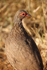 Swainsonfrankolin / Swainson's francolin or Swainson's spurfowl / Francolinus swainsonii.