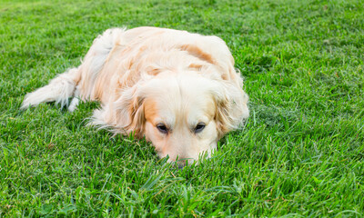 Golden retriever dog