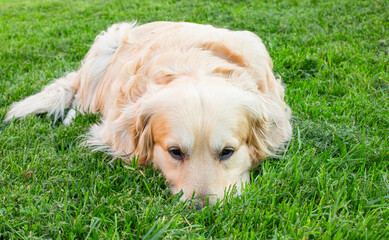 Golden retriever dog