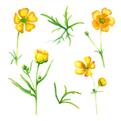 Set of wild flower buttercup blooms and leaves watercolor illustration isolated on white