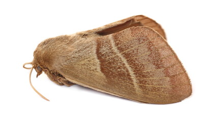 Oak processionary moth (Thaumetopoea processionea) isolated on white, side view - obrazy, fototapety, plakaty
