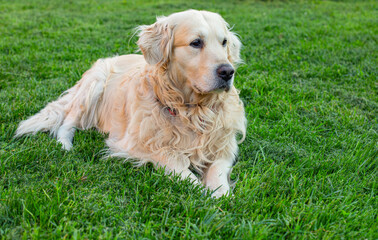 Golden retriever dog
