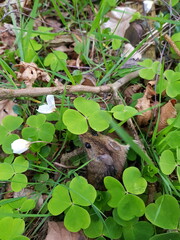 Look once, gray mouse in clover