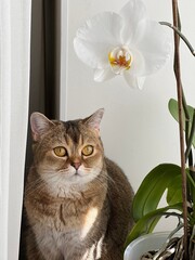 Cute cat looking on white orchid flower.