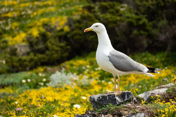 Seagull in sea of flowers on island of Porquerolles (Île de Porquerolles), France