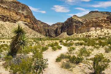 Under a partly cloudy blue sky in Springtime, a hiking trail passes green shrubs in the desert toward a mountain canyon at Big Bend National Park in Brewster County, TX.