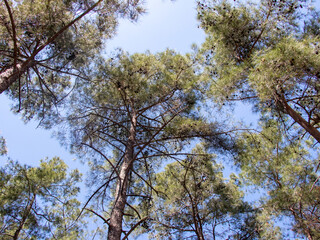 branches against sky