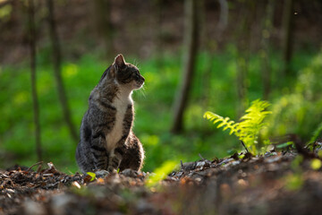 Cat in the woods