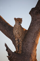 Gepard auf Baum / Cheetah in tree / Acinonyx jubatus © Ludwig