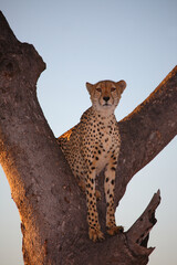 Gepard auf Baum / Cheetah in tree / Acinonyx jubatus © Ludwig