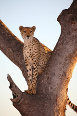 Gepard auf Baum / Cheetah in tree / Acinonyx jubatus © Ludwig
