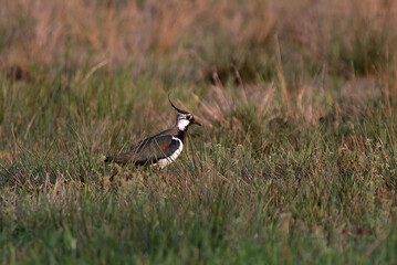 Rare bird in a field. Kiebitz, Northern lapwing, Vanellus vanellus