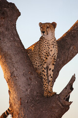 Gepard auf Baum / Cheetah in tree / Acinonyx jubatus © Ludwig