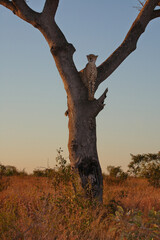 Gepard auf Baum / Cheetah in tree / Acinonyx jubatus © Ludwig
