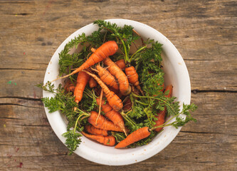 Young carrots in plastic bowl on wooden table