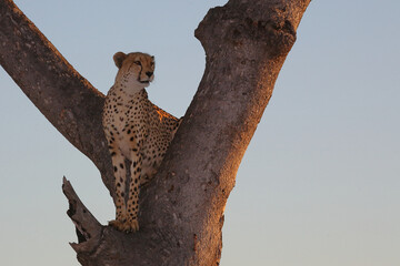 Gepard auf Baum / Cheetah in tree / Acinonyx jubatus © Ludwig