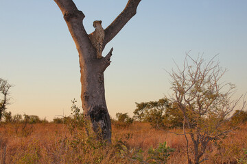 Gepard auf Baum / Cheetah in tree / Acinonyx jubatus © Ludwig