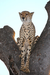 Gepard auf Baum / Cheetah in tree / Acinonyx jubatus © Ludwig